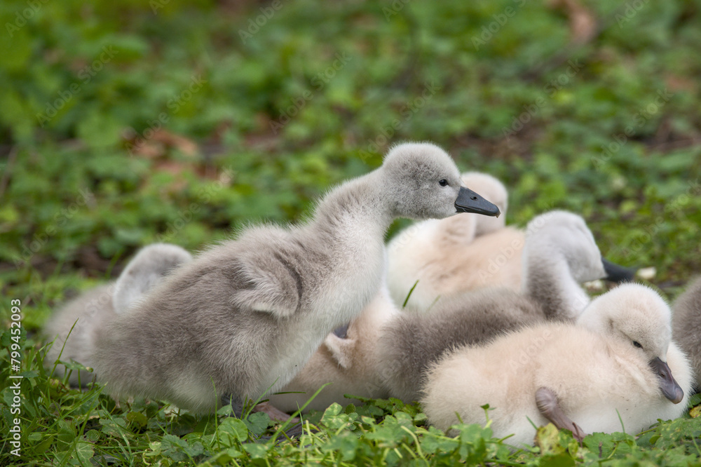 some cute baby swans are cleaning their plumage in the meadow some cute baby swans are cleaning their plumage in the meadow