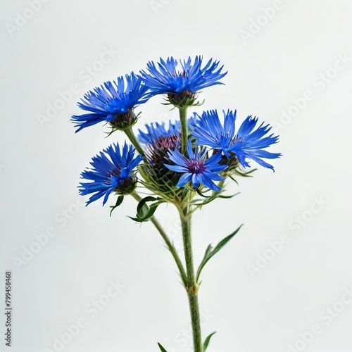 flowers on a white background