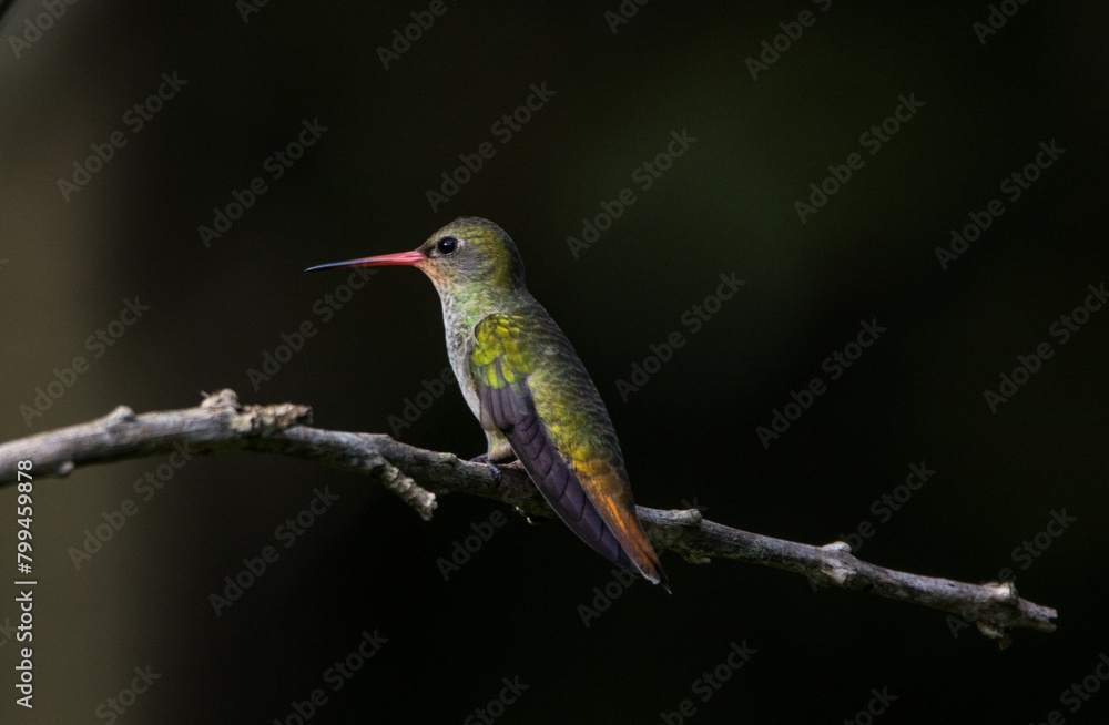 Fototapeta premium Gilded Hummingbird