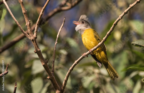 Gray-headed Tanager