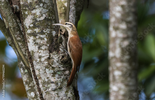 Narrow-billed Woodcreeper