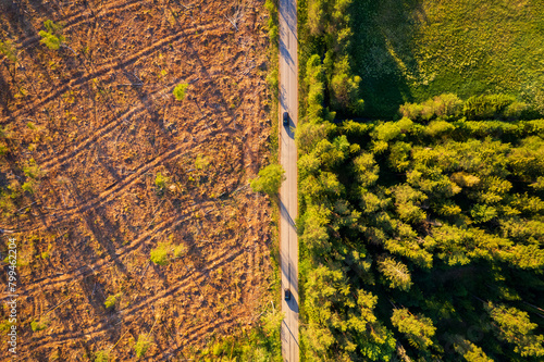 felled forest. aerial view.