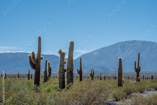 A view of Los Cardones National Park in Salta, Argentina photo