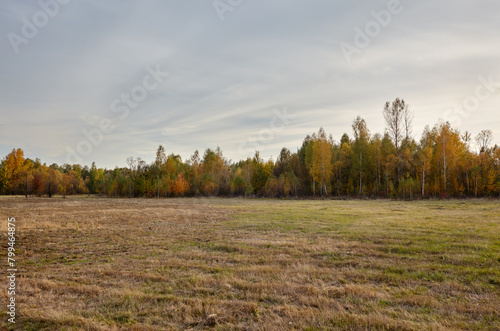 Colorful forest against the sky and meadows. Beautiful landscape of trees and blue sky background