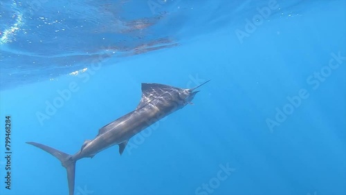 Sailfish underwater