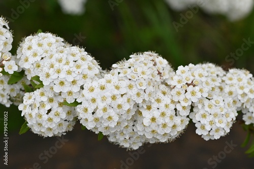 Reeves spirea ( Spiraea cantoniensis ) flowers. Rosaceae deciduous shrub. Small white flowers bloom in clusters from April to May. photo