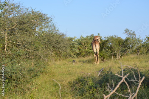 Canvas Print Giraffe