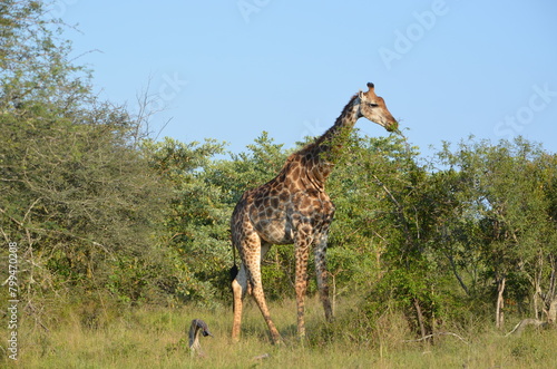 Sticker Giraffe