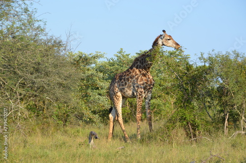 Photography Giraffe