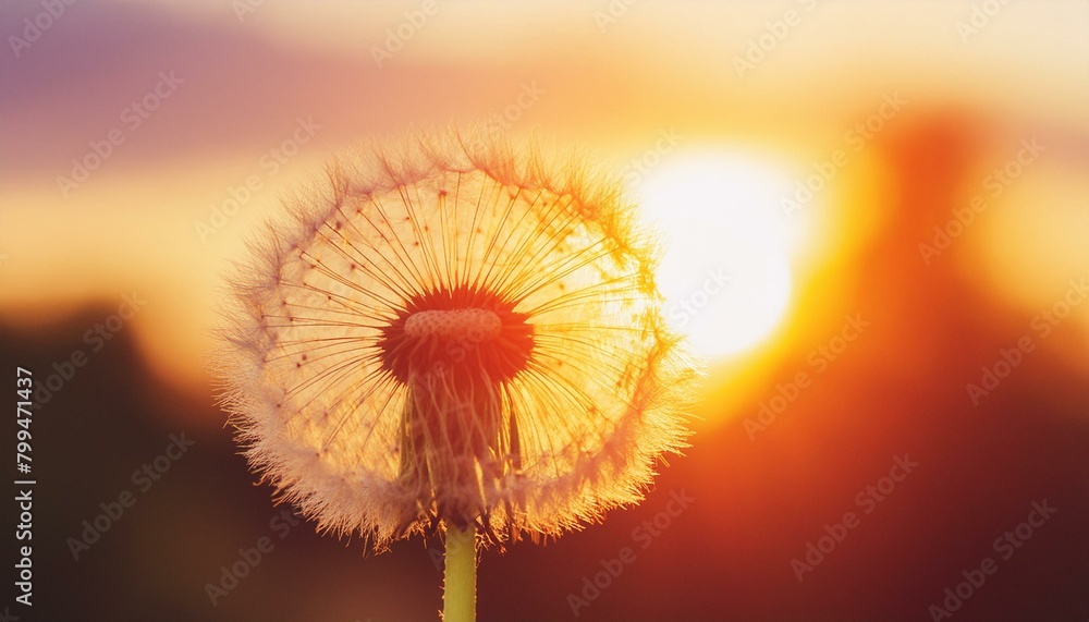 Close-up of a dandelion in front of the sun in the evening light of sunset with shallow depth; toning, effect