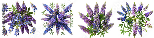 Wild Lupine Flowers Top View Hyperrealistic Highly Detailed Isolated On Transparent Background Png File