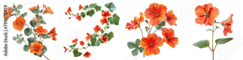 Tropaeolum majus Hyperrealistic Highly Detailed Isolated On Transparent Background Png File