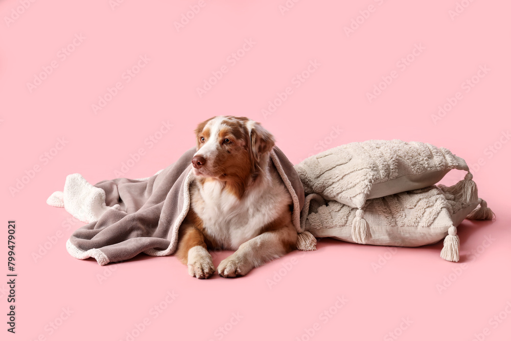 Obraz premium Cute fluffy Australian Shepherd dog with blanket and cushions on pink background