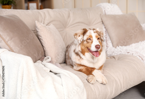 Cute fluffy Australian Shepherd dog sitting on comfortable sofa in living room