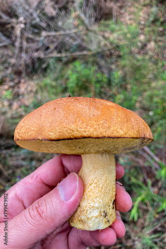 Wild mushrooms in the forest, Andalusia, Sierra Tejeda Natural Park, Spain