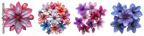 Shooting Star Flowers Top View  Hyperrealistic Highly Detailed Isolated On Transparent Background Png File