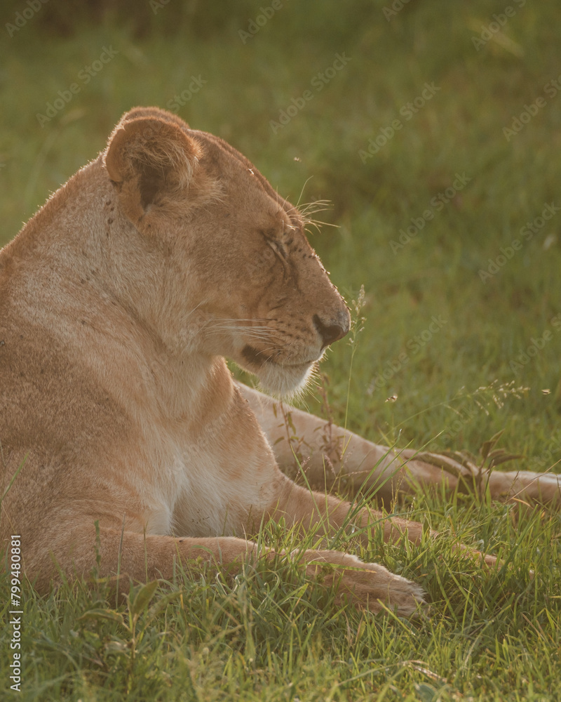 Serene lioness in Masai Mara's morning light Serene lioness in Masai Mara's morning light