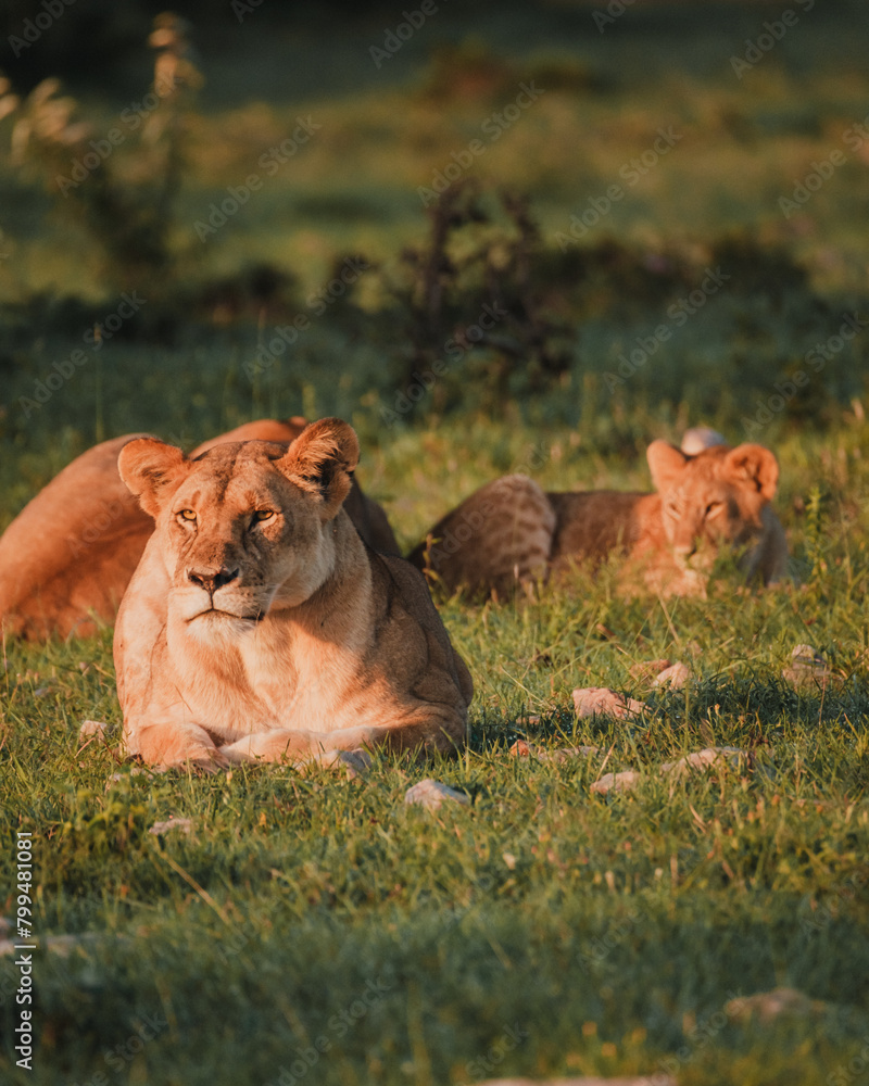 Lioness and cub basking in Masai Mara sunrise Lioness and cub basking in Masai Mara sunrise