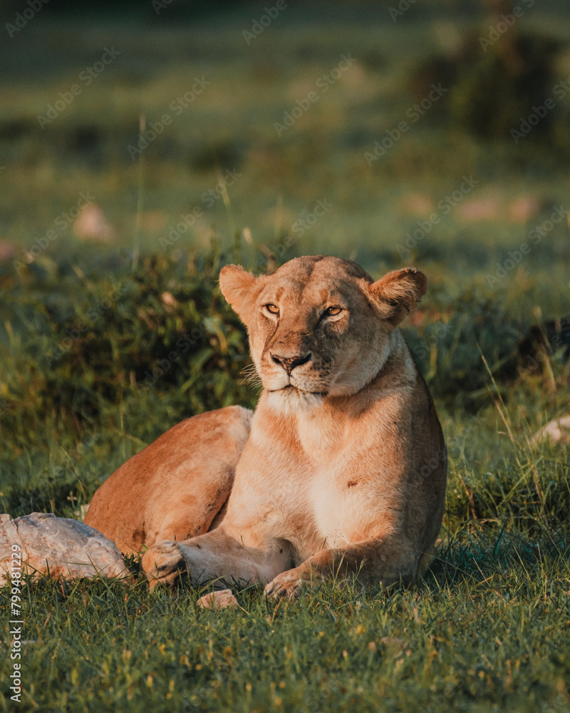 Fototapeta premium Lioness at sunrise in Masai Mara
