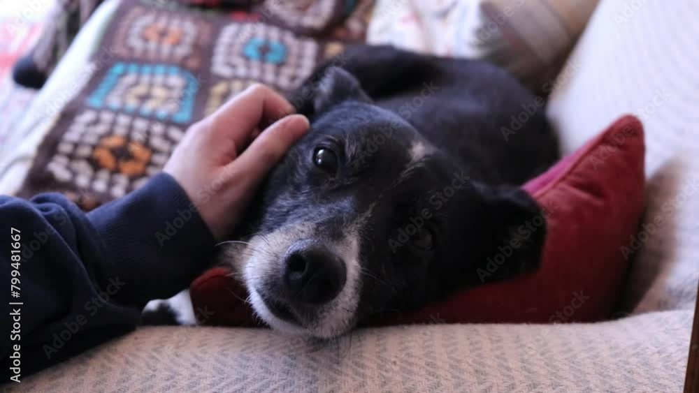Person Hand Stroking Dog Whippet Cross Sheepdog Cute Adorable Resting Head Sofa Person Hand Stroking Dog Whippet Cross Sheepdog Cute Adorable Resting Head Sofa