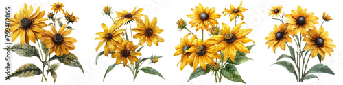 Rudbeckia (Black-eyed Susan) Flowers Hyperrealistic Highly Detailed Isolated On Transparent Background Png File photo