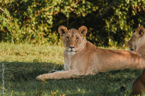Lions lounging in grass, Ol Pejeta Conservancy, Kenya photo