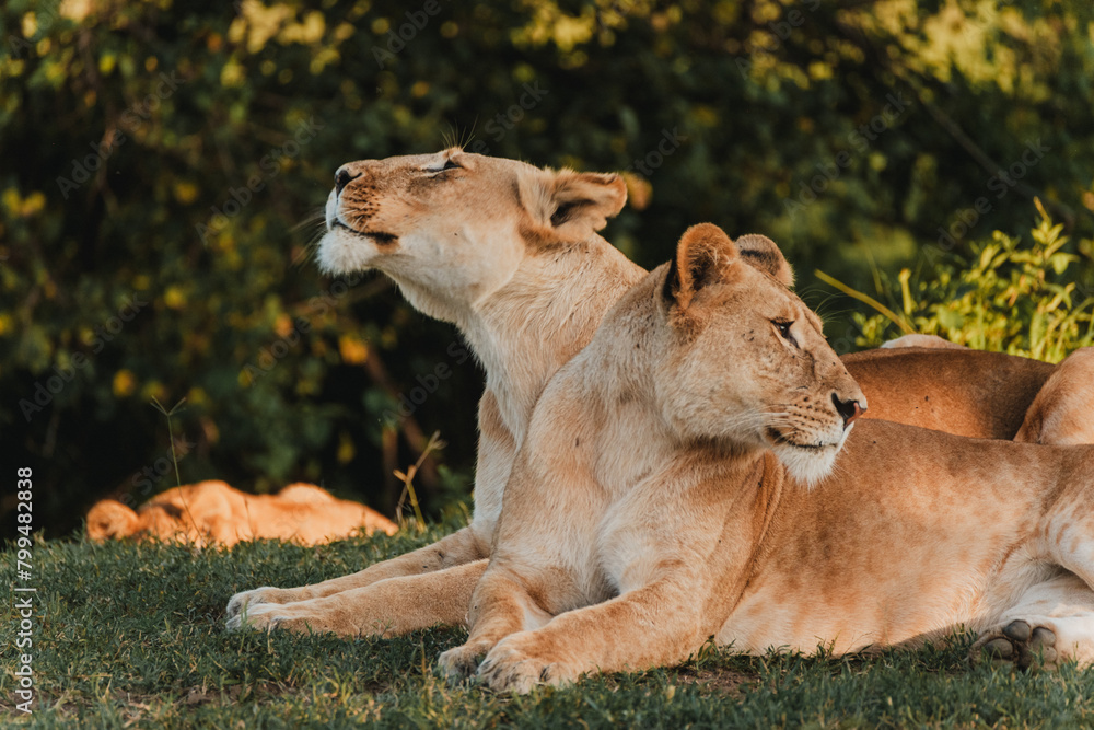 Fototapeta premium Lions lounging in grass, Ol Pejeta Conservancy, Kenya