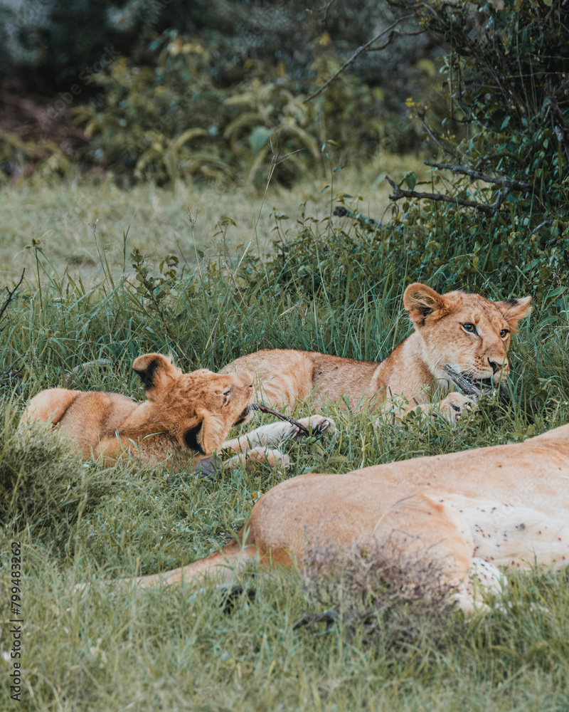 Cub nuzzles sibling near lioness, grassy Kenyan backdrop Cub nuzzles sibling near lioness, grassy Kenyan backdrop