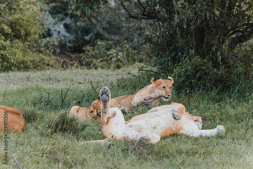 Lions lounging in grass, Ol Pejeta Conservancy, Kenya photo