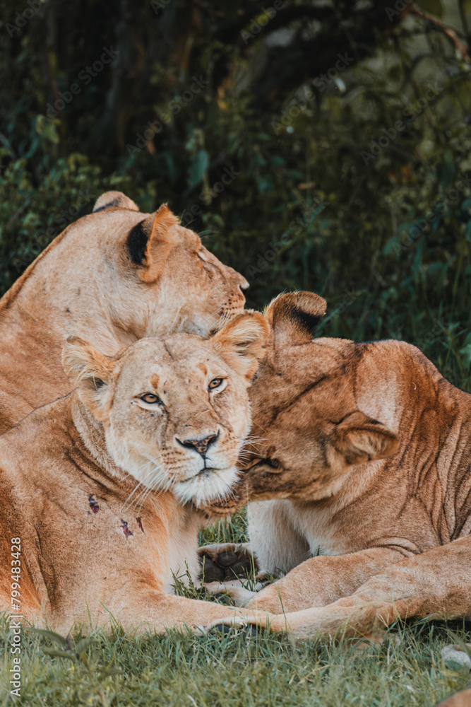 Tender moment between lioness and cub in greenery Tender moment between lioness and cub in greenery