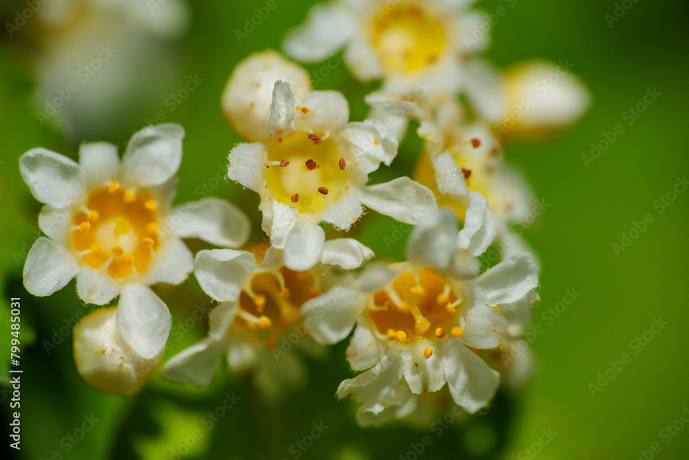 小さなコゴメウツギの花 小さなコゴメウツギの花
