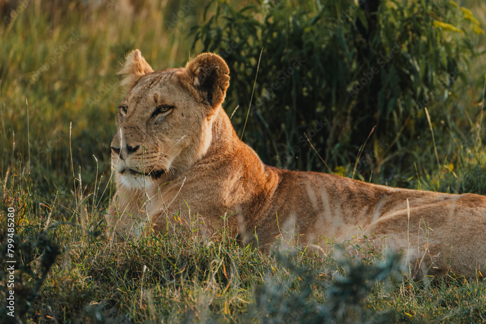 Lioness in repose, soft gaze, Ol Pejeta Conservancy. Lioness in repose, soft gaze, Ol Pejeta Conservancy.