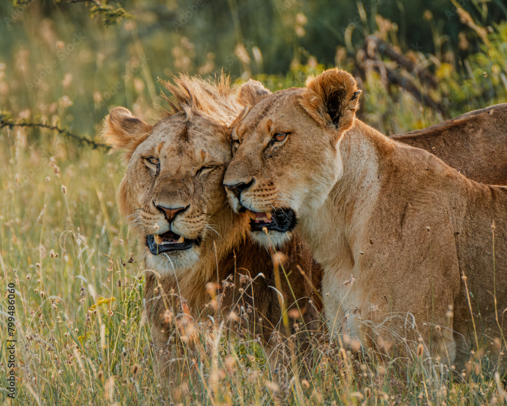 Bonding lions in warm Ol Pejeta light Bonding lions in warm Ol Pejeta light