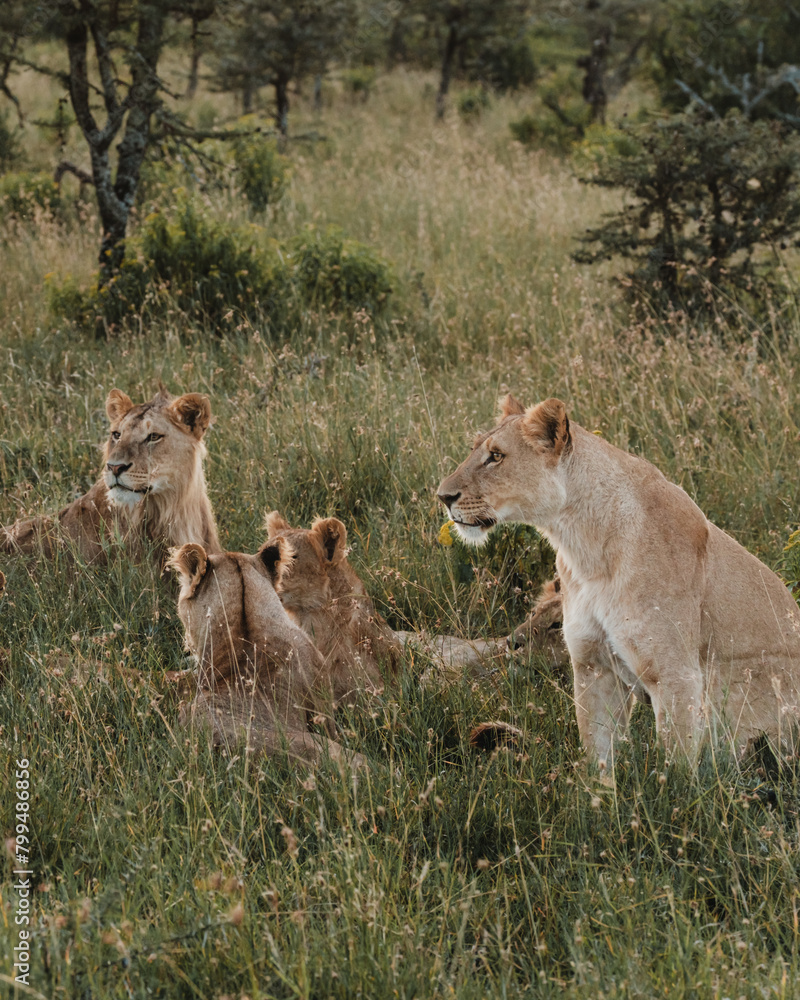 Fototapeta premium Lioness in repose, soft gaze, Ol Pejeta Conservancy.