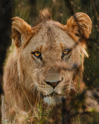 Close-up of a contemplative lion  Ol Pejeta  Kenya