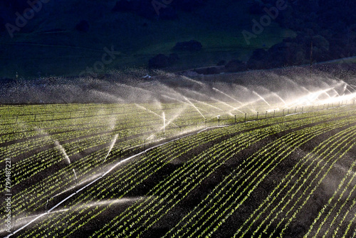 Foto Windblown irrigation spray and rows of small lettuce plants, Salinas Valley, Cal