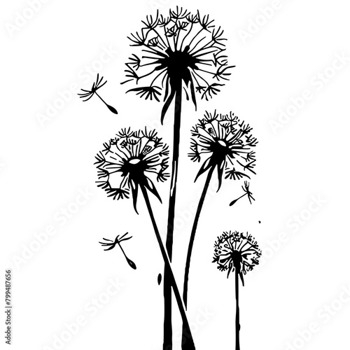 Dandelion Silhouette  Black and White  Nature and Growth Concept