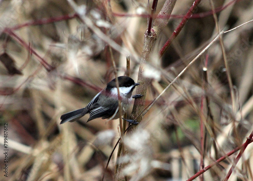 it bird sitting on branch photo