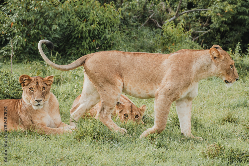 Obraz premium Alert lioness with cubs in a lush Masai Mara scene.