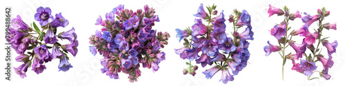 Penstemon Flowers Top View Hyperrealistic Highly Detailed Isolated On Transparent Background Png File