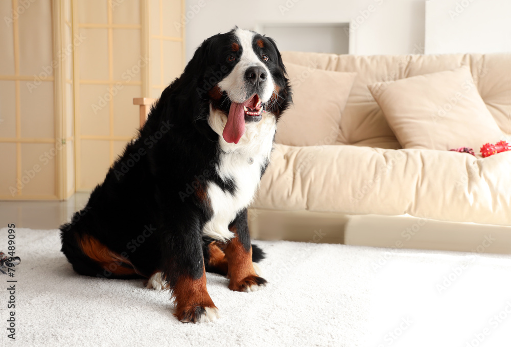 Cute fluffy dog sitting on carpet in living room Cute fluffy dog sitting on carpet in living room