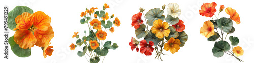 Nasturtiums Flowers Hyperrealistic Highly Detailed Isolated On Transparent Background Png File photo