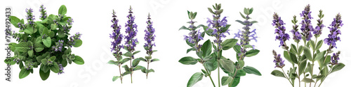 Meadow Sage Flowers Hyperrealistic Highly Detailed Isolated On Transparent Background Png File