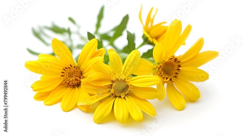 Fresh yellow flowers in glass water Isolated on white background
