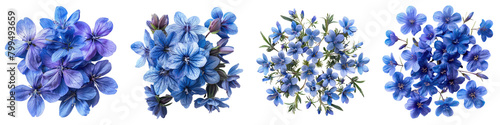 Lobelia Flowers Top View Hyperrealistic Highly Detailed Isolated On Transparent Background Png File