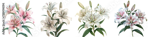 Lilies Flowers Hyperrealistic Highly Detailed Isolated On Transparent Background Png File photo