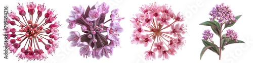 Joe Pye Weed Flowers Top View Hyperrealistic Highly Detailed Isolated On Transparent Background Png File photo