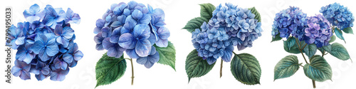 Hydrangeas Flowers Hyperrealistic Highly Detailed Isolated On Transparent Background Png File photo