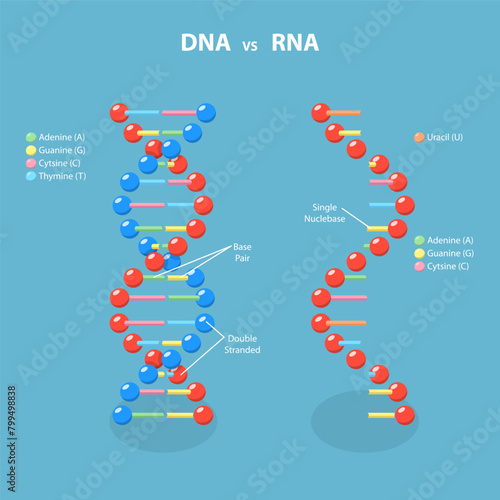 3D Isometric Flat Vector Illustration of DNA Vs RNA, Deoxyribonucleic and Ribonucleic Acid photo