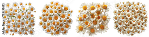 Daisies Flowers Top View Hyperrealistic Highly Detailed Isolated On Transparent Background Png File